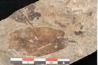 Foto (Detailansicht) von Quercus palaeoilex Ettingshausen (NHMW-GEO-2024-0188-6375)